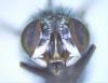 Lucilia sericata